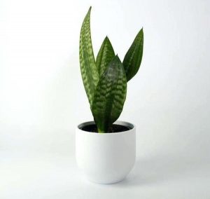Snake Plant Sansevieria- Mother In Laws Tongue